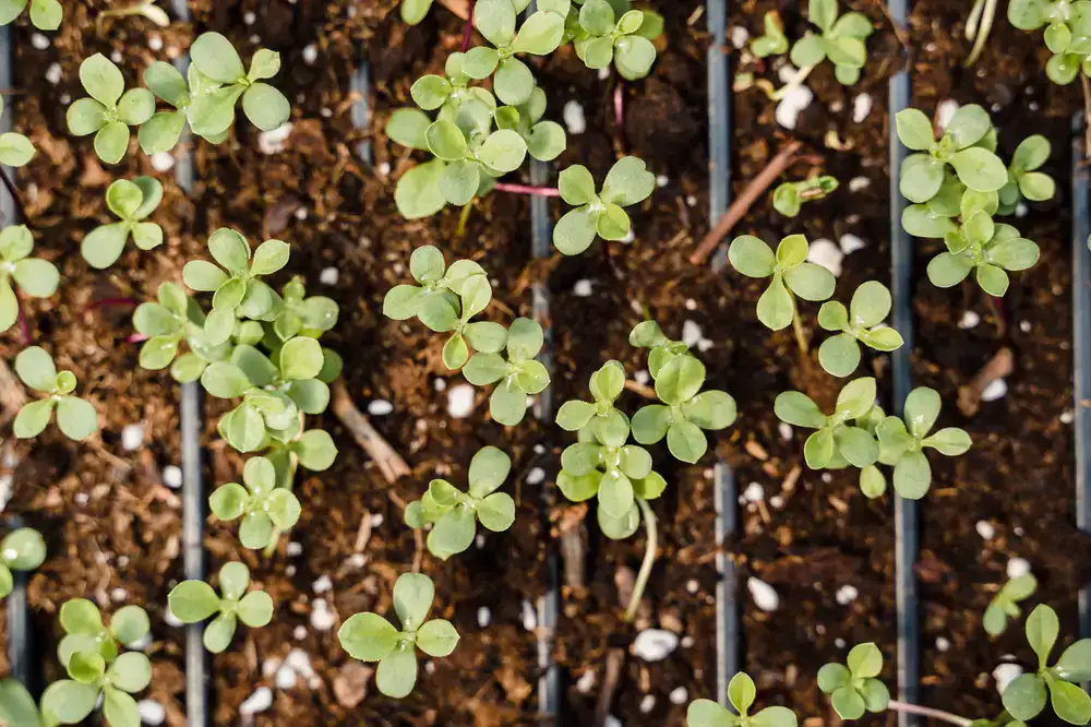 Organized rows of microgreen trays under specialized lighting