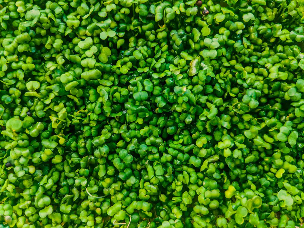 Macro photograph of fresh vibrant microgreens