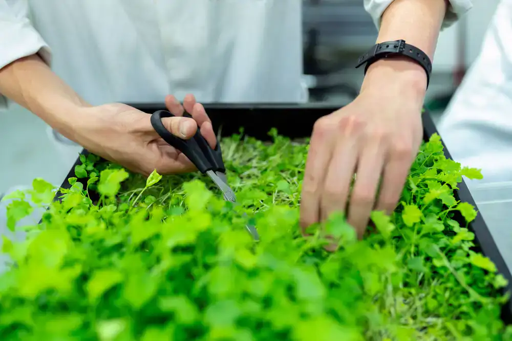 Fresh microgreen trays ready for harvest