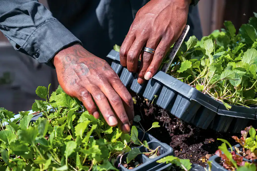 Farmer inspecting fresh microgreen trays