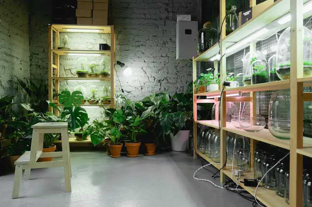 Urban farming racks under specialized grow lights