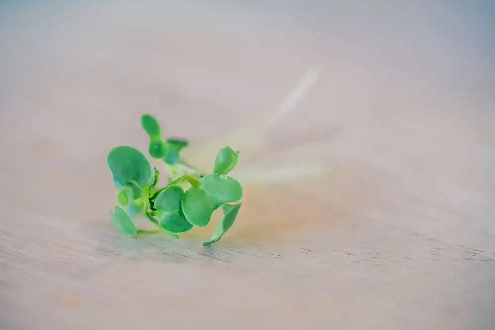 Delicate mustard microgreens