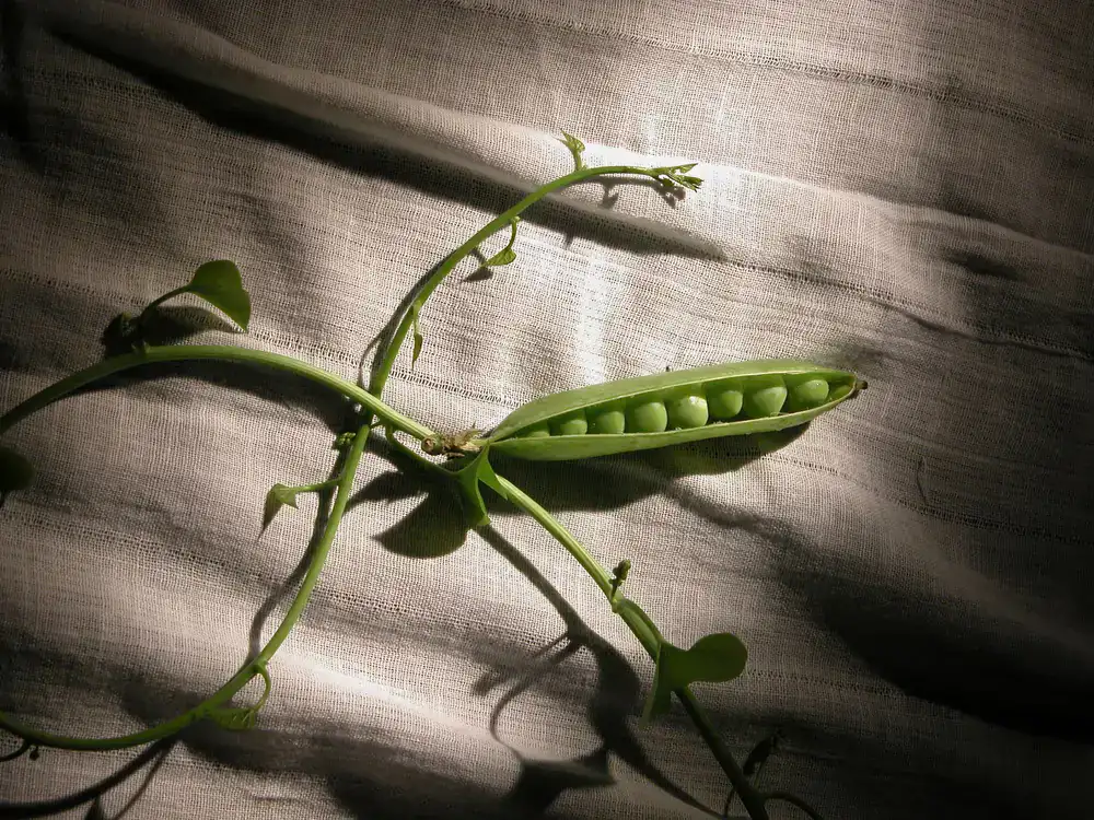 Fresh green pea shoots