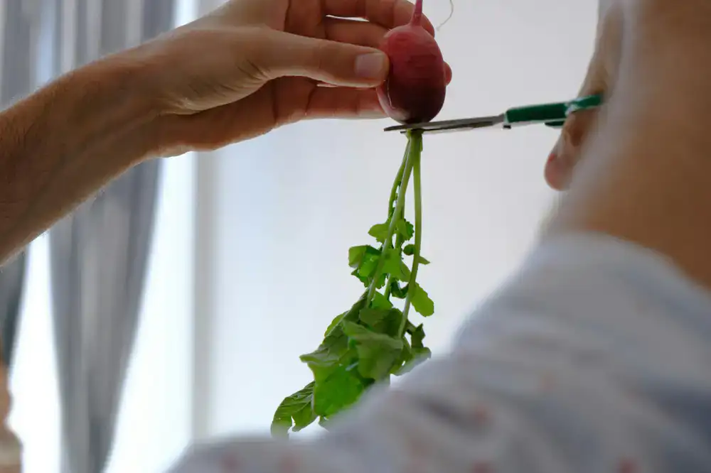 Red-stemmed radish microgreens